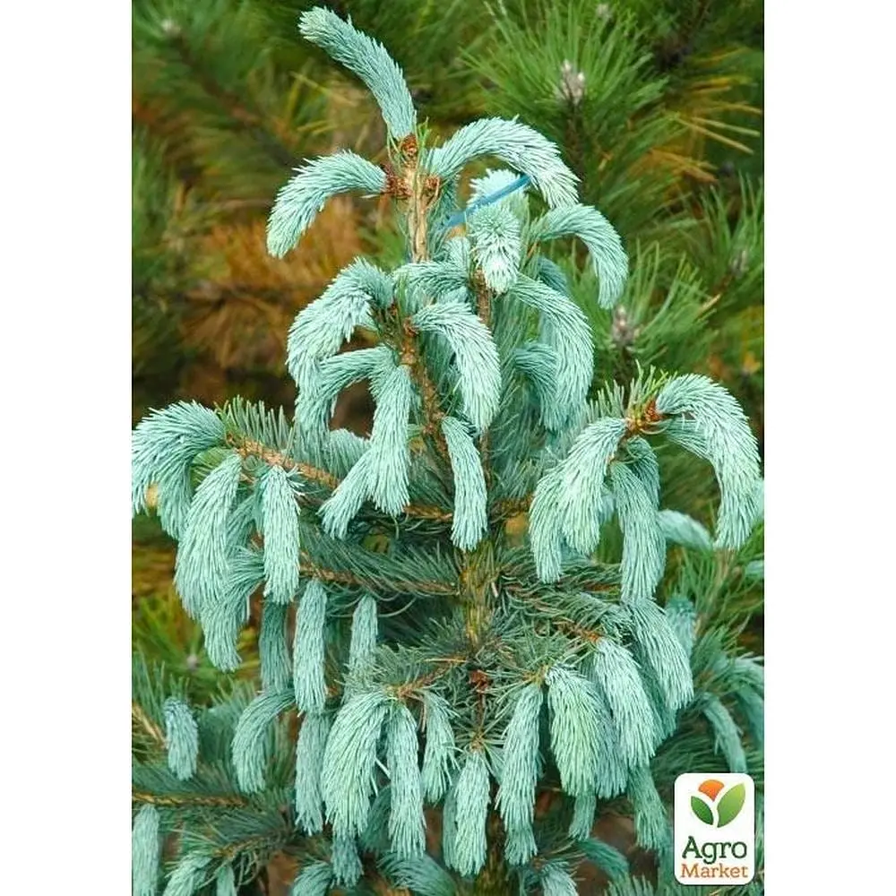 Саженец Agro-Market Ель Энгельмана Picea Engelmannii Glauca (горшок P9) 1 саженец в упаковке (51740) - фото 2