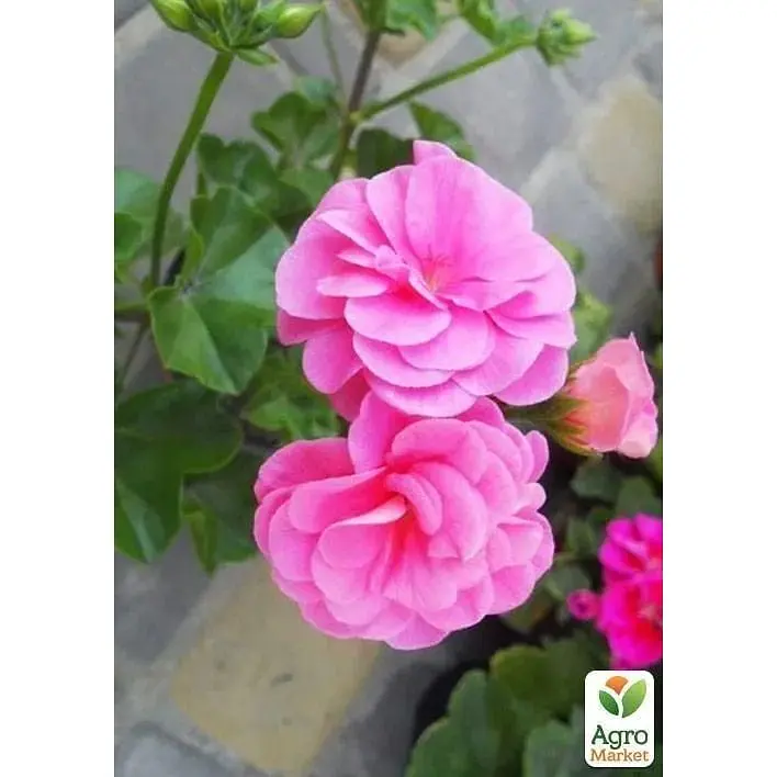 Саджанець Agro-Market Пеларгонія ампельна Pink Sybil (контейнер № 10 висота 10-20 см) (48368) 1 шт. в упаковці - фото 2