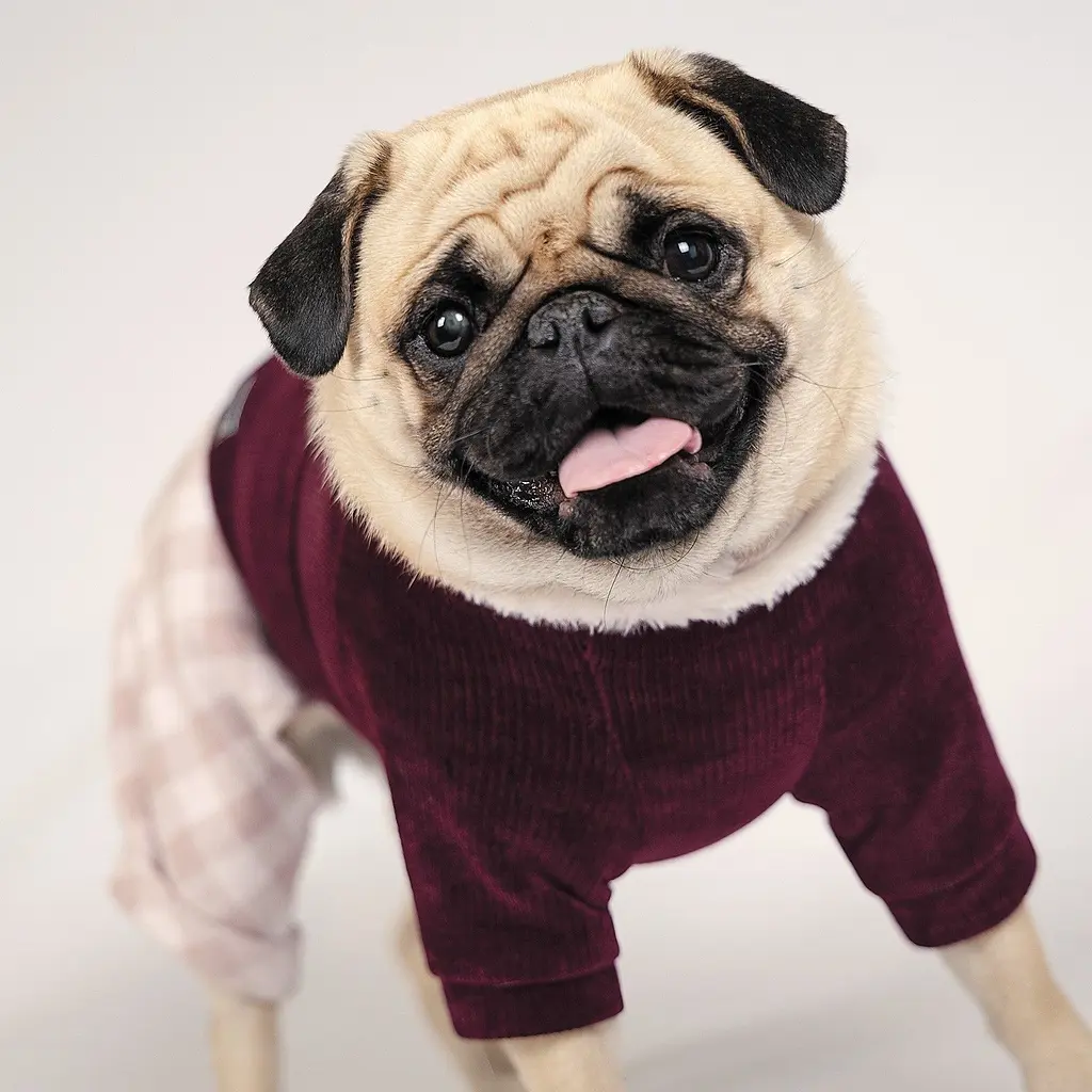 Костюм Pet Fashion Spell XS різнокольоровий - фото 4