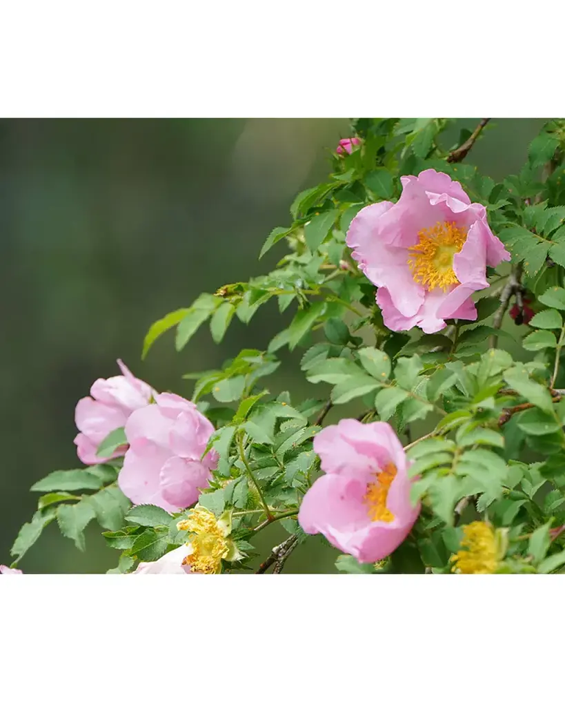 LULULUN Face Mask Hakone Rose зволожуюча маска з екстрактом троянди, 7 шт х 4 уп - фото 3