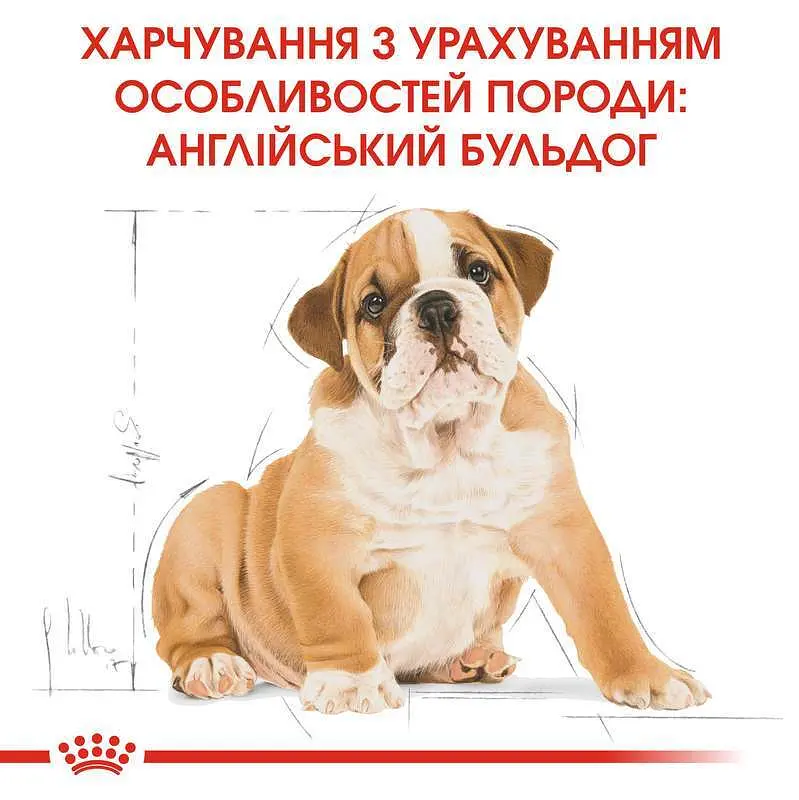 Сухий корм для цуценят породи Бульдог Royal Canin Bulldog Puppy, 12 кг (39671201) - фото 2