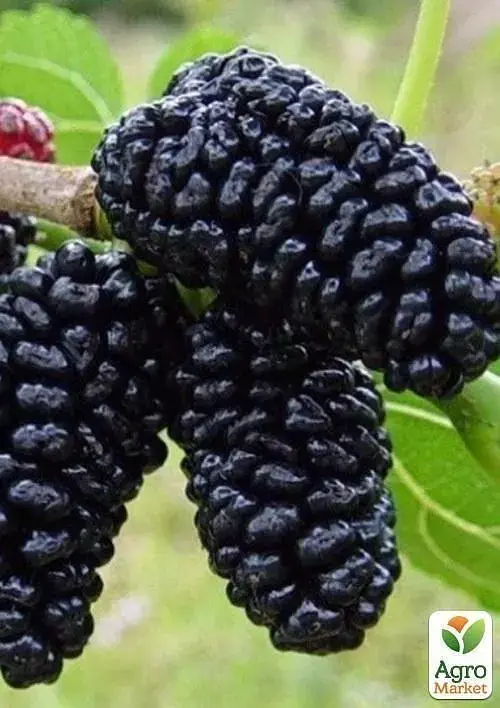 Саженец Agro-Market Шелковица крупноплодная Шелли (летний сорт, ранний срок созревания) 1 шт. в упаковке (25938) - фото 3