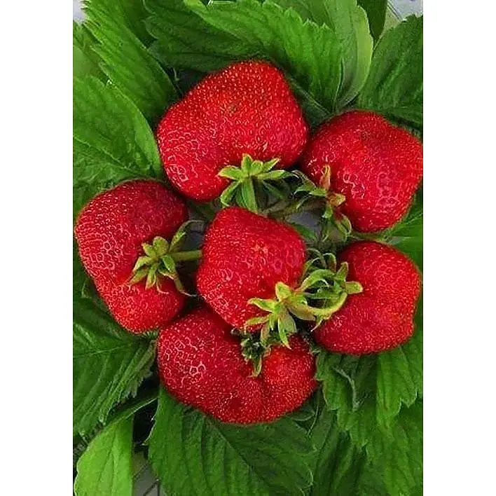 Саджанець Agro-Market Полуниця Хумі Гранде (Humi Grande) 5шт (середній термін дозрівання) (44695) - фото 4