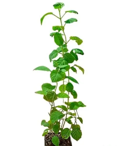 Гортензия Agro-Market Grandiflora древовидная 2-х летняя высота саженца 20-30 см 1 саженец в упаковке - фото 4