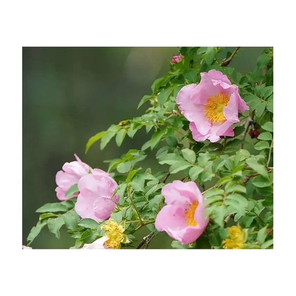 Маска для обличчя Lululun Premium Face Mask Hakone Rose 7 шт х 4 уп (4582305066302) - фото 4
