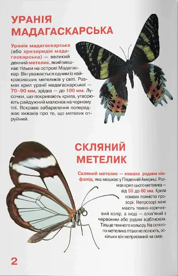 Велика книжка. Комахи - Олег Зав'язкин - фото 2