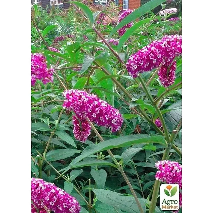 Саджанець Agro-Market Буддлея Давида Berries and Cream (179746) 1 шт. в упаковці - фото 3