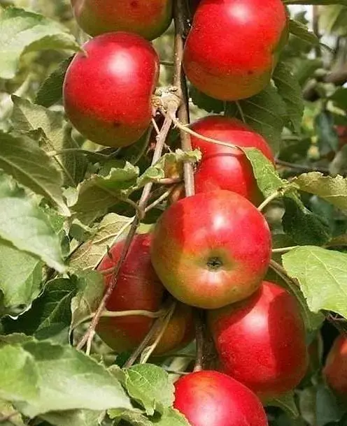 Саджанець Agro-Market Яблуня Діана (25762) 1 шт. в упаковці - фото 2