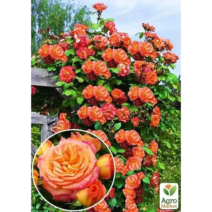 Саджанець Agro-Market Троянда плетиста Aloha (клас АА +) вищий сорт (17401) 1 шт. - фото 2