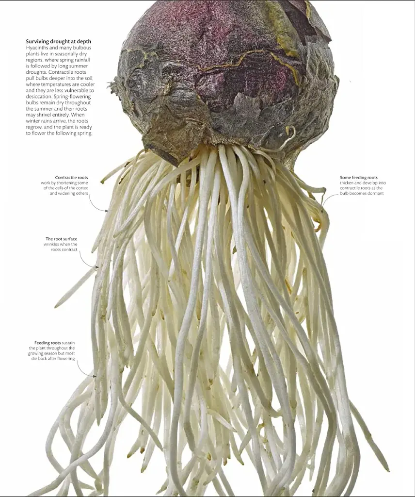 The Science of Plants - фото 4