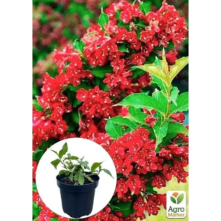 Саджанець Agro-Market Вейгела 2-х річна Red Prince С2 висота 20-40 см (103610) 1 шт. в упаковці - фото 4