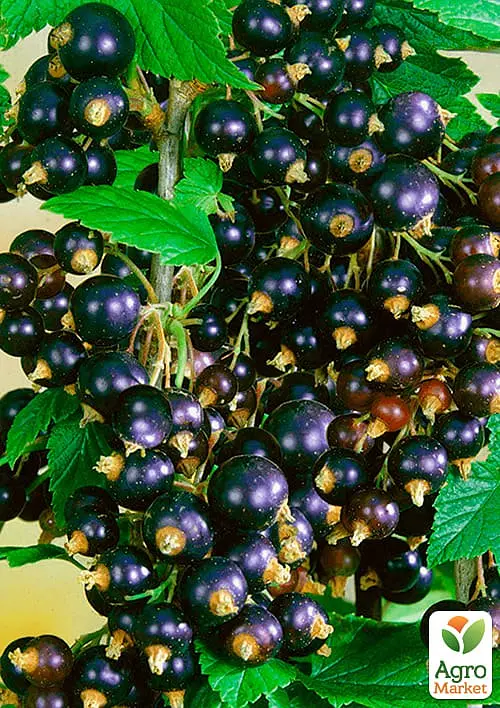Саженец Agro-Market Смородина черная Гоферт (Gofert) ранний срок созревания, высокоурожайный сорт 1 шт. в упаковке (44817) - фото 2