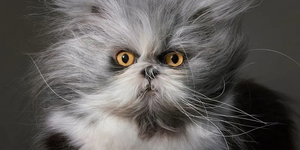 Feline - фото 8