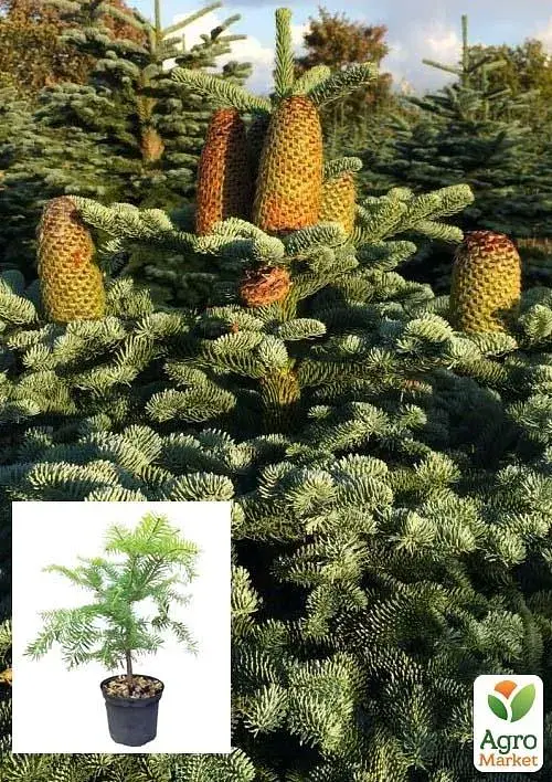 Саженец Agro-Market Пихта Маньчжурская 4-летняя (Abies holophylla) высота 30-40 см 1 шт. в упаковке (101069) - фото 2