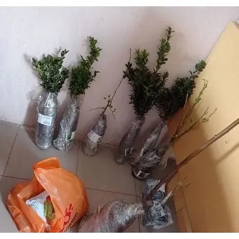 Саджанець Agro-Market Самшит вічнозелений Buxus sempervirens 2-х річний (38114) 1 шт. в упаковці - фото 3