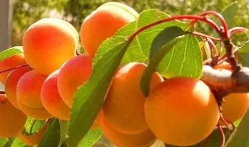 Саджанець Agro-Market Абрикос темно-помаранчевий Мрія (Dream) (канадська селекція, преміальний середньо-ранній сорт) 1 шт. в упаковці (43999) - фото 6