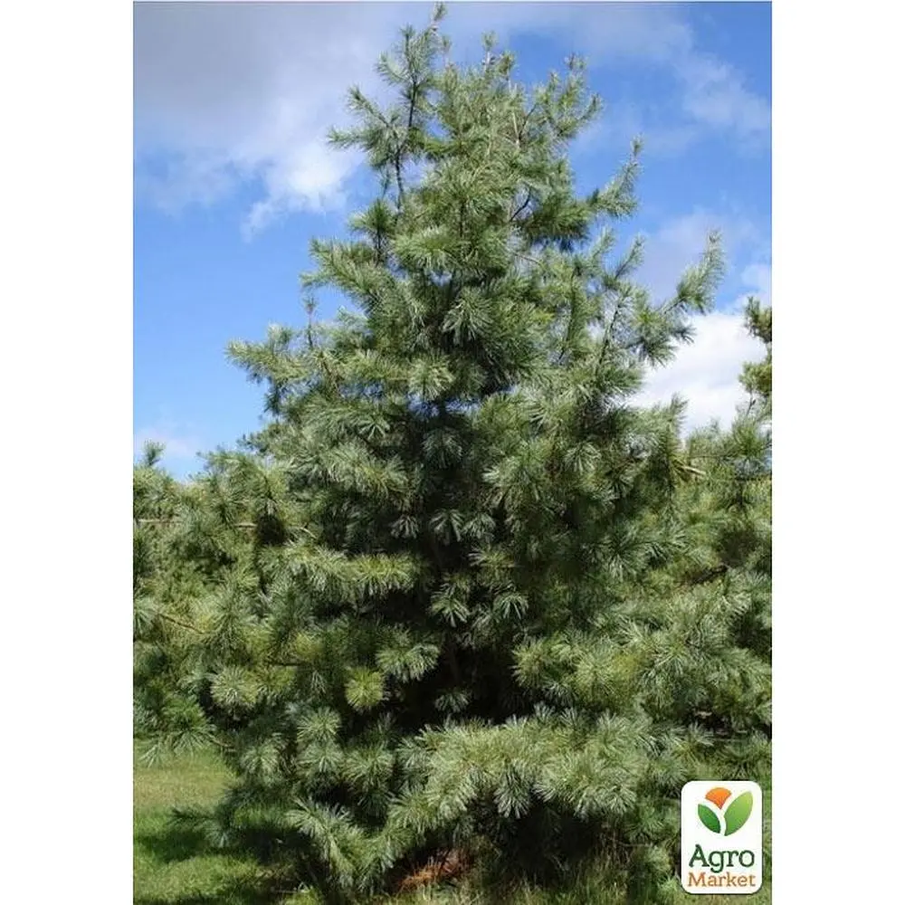 Саженец Agro-Market Сосна кедровая Armandii (прекрасный вкус настоящих кедровых орехов) (50857) - фото 3