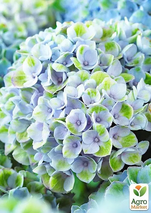 Саджанець Agro-Market LMTD Гортензія крупнолиста квітуча 2-х річна Magical Revolution Blue (25-35см) (62271) - фото 3