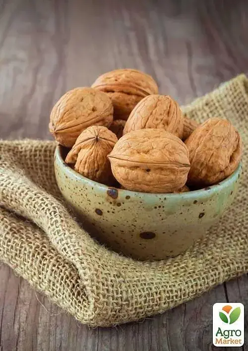 Саджанець Agro-Market Волоський горіх щеплений Franquette (французька селекція, середньостиглий термін дозрівання) 1 шт. в упаковці (42984) - фото 4