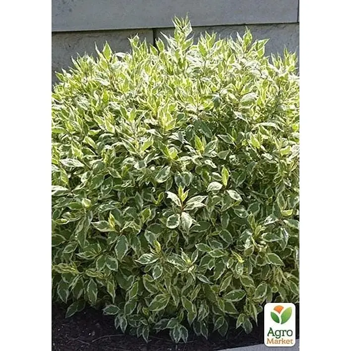 Саджанець Agro-Market Дерен 2-х річний Elegantissima С2 висота 40-50 см (182328) 1 шт. в упаковці - фото 2