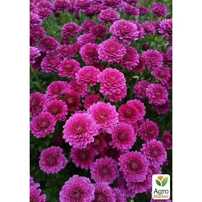 Саженец Agro-Market Хризантема мультифлора шаровидная Staviski Purple (101626) 1 шт. в упаковке - фото 4