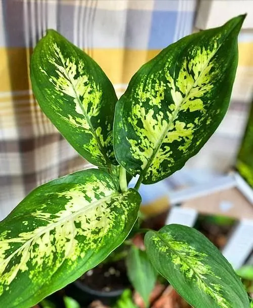 Саджанець Agro-Market Дифенбахія (Dieffenbachia) Compacta (50618) 1 шт. в упаковці (комнатный) - фото 2