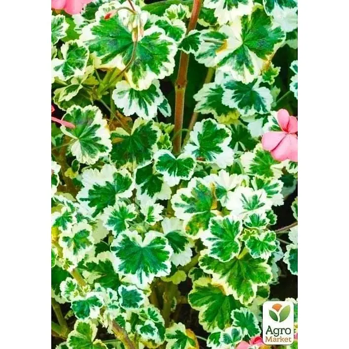 Саджанець Agro-Market Пеларгонія пестролиста Frank Headly (контейнер № 10 висота 10-20 см) (49116) 1 шт. в упаковці - фото 2
