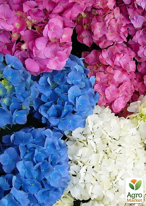 Саджанець Agro-Market LMTD Гортензія крупнолистова 3-х річна Уцінка MIX (30-40см) відцвіла (156434) - фото 3
