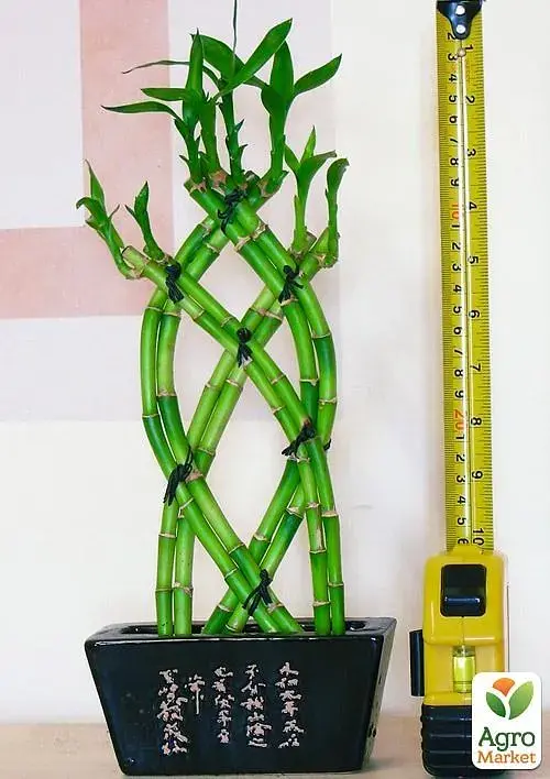 Саженец Agro-Market Бамбук Сандера Dracaena sanderiana (высота 20-30 см) из Нидерландов 1 шт. в упаковке (134213) - фото 4