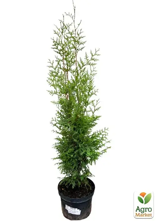 Саджанець Agro-Market Туя швидкозростаюча Brabant (висота 100-130 см) 1 шт. в упаковці (175186) - фото 4