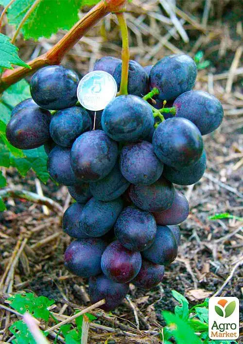 Саджанець Agro-Market Виноград Посланець (крупний, солодкий, морозостійкий) 1 шт. в пакуванні (153784) - фото 2