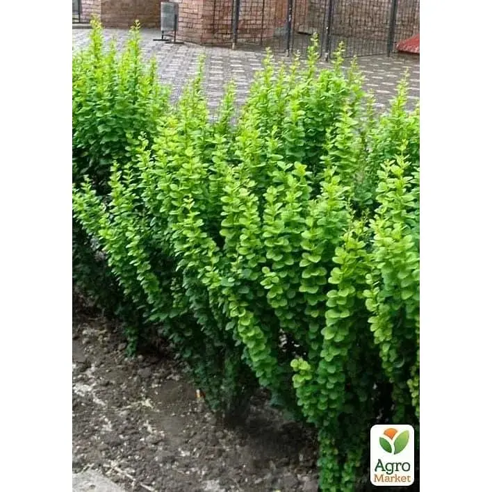 Саженец Agro-Market Плющ обыкновенный 2-х летний Erecta С2 высота 40-50 см (182743) 1 шт. в упаковке - фото 2