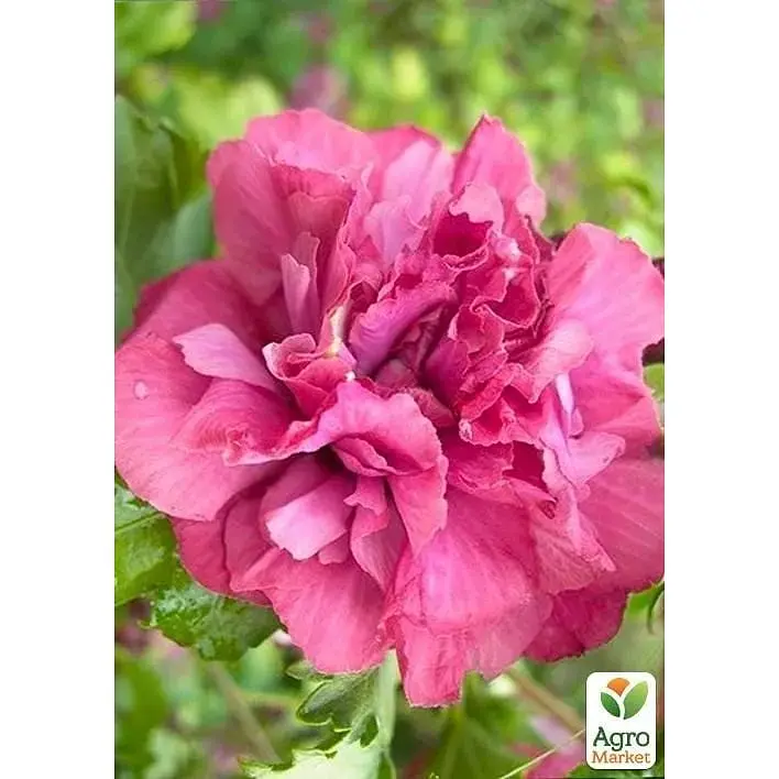 Саджанець Agro-Market Гібіскус деревовидний махровий Freedom (49884) 1 шт. в упаковці - фото 2