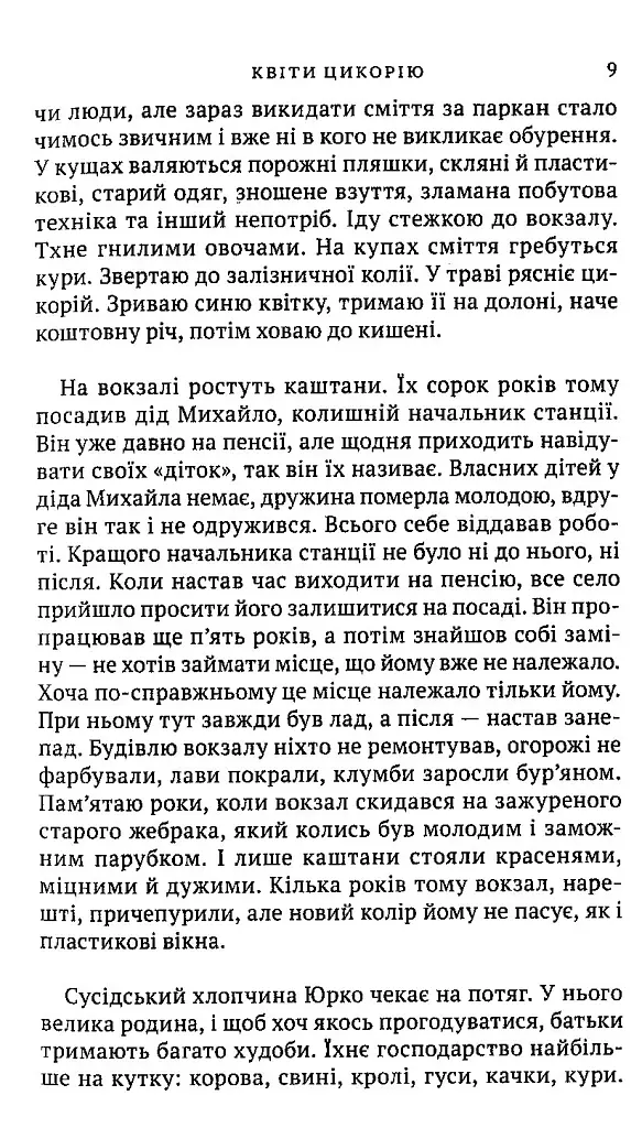 Квіти цикорію - фото 7