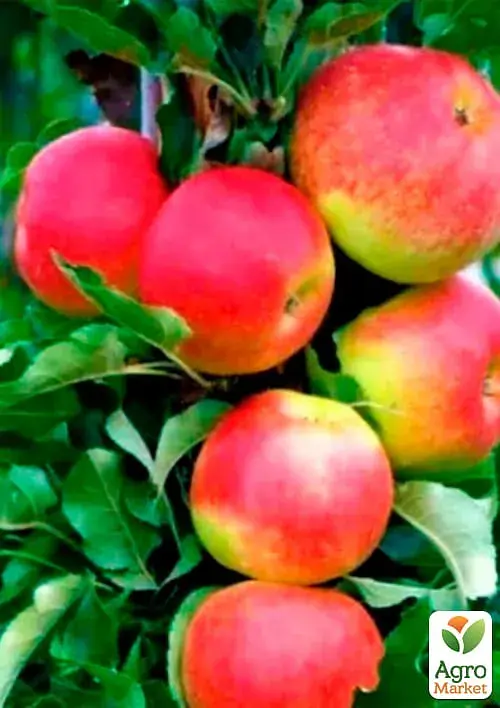 Саженец Agro-Market Яблоня колоновидная Валюта (зимний сорт, поздний срок созревания) 1 шт. в упаковке (35442) - фото 2