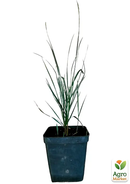 Райграс клубненосный Arrhenatherum bulbosum (многолетний декоративный злак) (152232) 1 саженец - фото 2