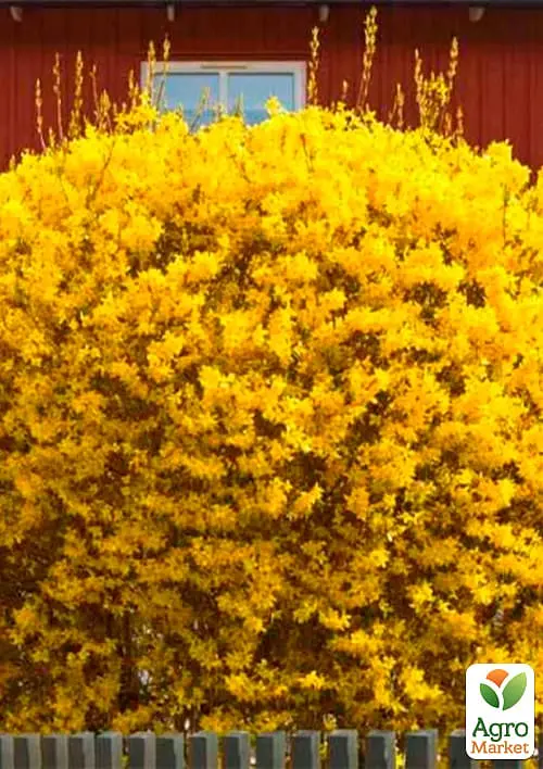 Саженец Agro-Market Форзиция промежуточная Golden Nugget (49176) - фото 2