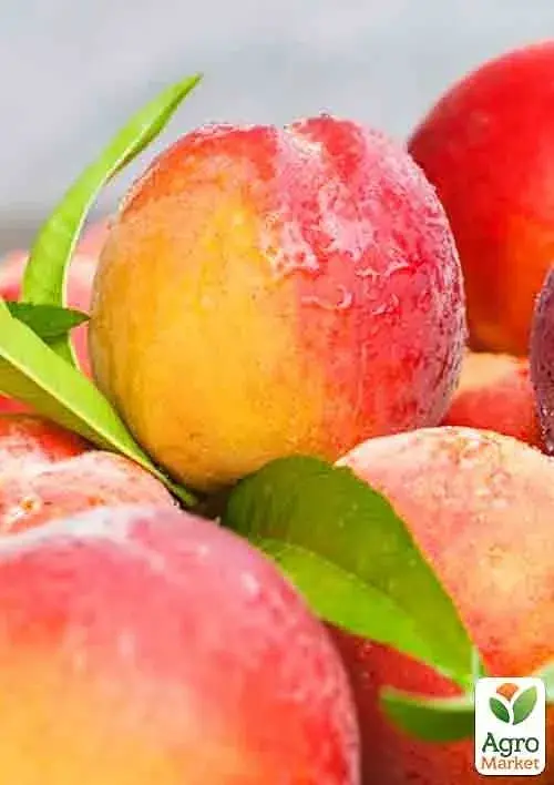 Саженец Agro-Market Нектарин Супер Квин (лысый персик, летний сорт, ранний срок созревания) 1 шт. в упаковке (37420) - фото 2