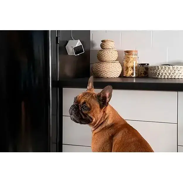 Камера видеонаблюдения за домашними животными Petcube Cam CC10US [87035] - фото 7