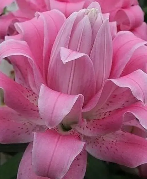 Цибулина Agro-Market Лілія Махрова Lotus Dream 1 шт. в упаковці (176128) - фото 1