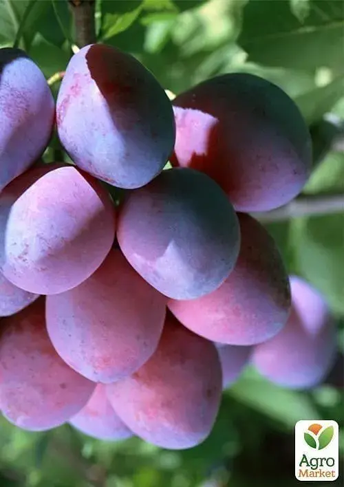 Саженец Agro-Market Слива Ренклод Карбышева (летний сорт, ранний срок созревания) 1 шт. в упаковке (25932) - фото 4
