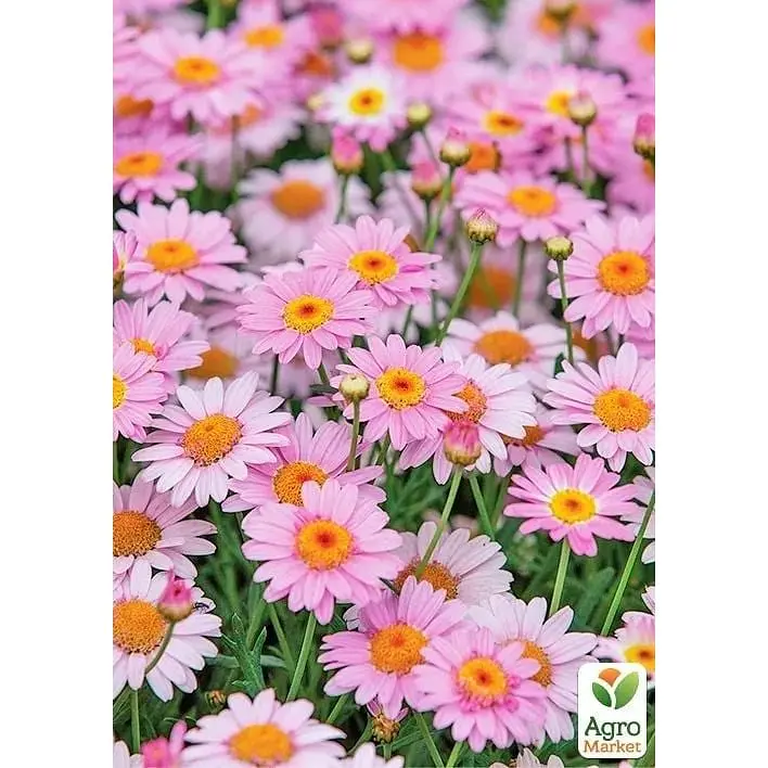 Саженец Agro-Market Аргирантемум La Rita Pink (контейнер №10 высота 15 см) (177074) 1 шт. в упаковке - фото 2