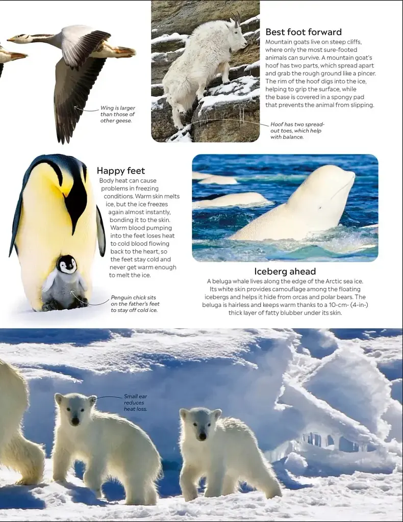 Eyewitness. Animal - фото 5