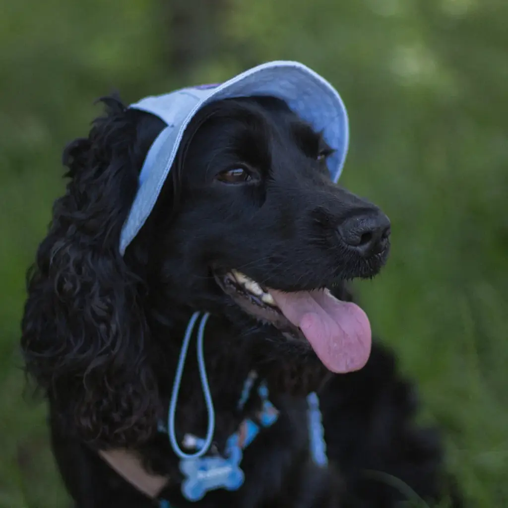 Панама для собак Hat-Dog ніжно-блакитна (M) - фото 6
