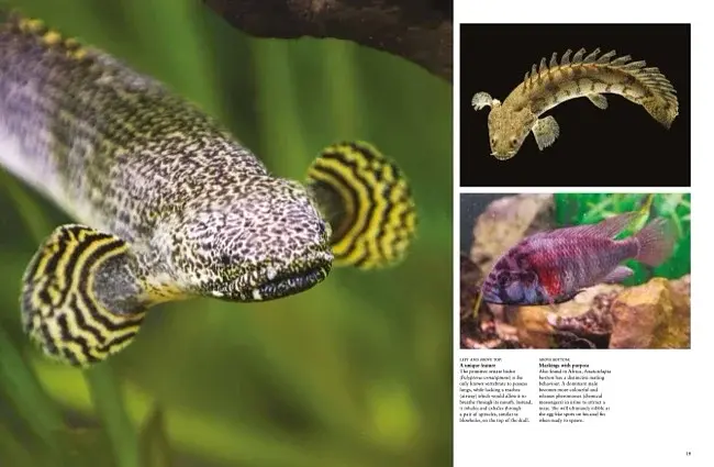 Tropical Fish: From Stingrays to Clown Fish - фото 11