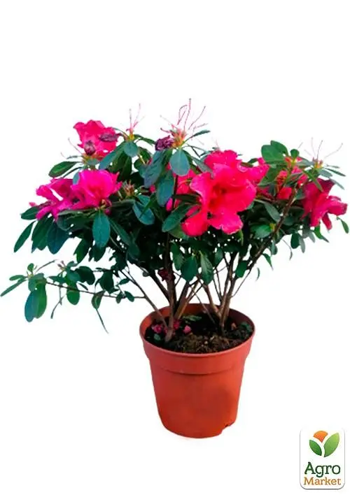 Саженец Agro-Market Рододендрон комнатный Red (50774) - фото 2