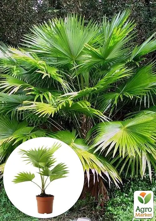 Саджанець Agro-Market Пальма Livistona Rotundifolia 35-45 см 1 шт. в упаковці (113020) - фото 2