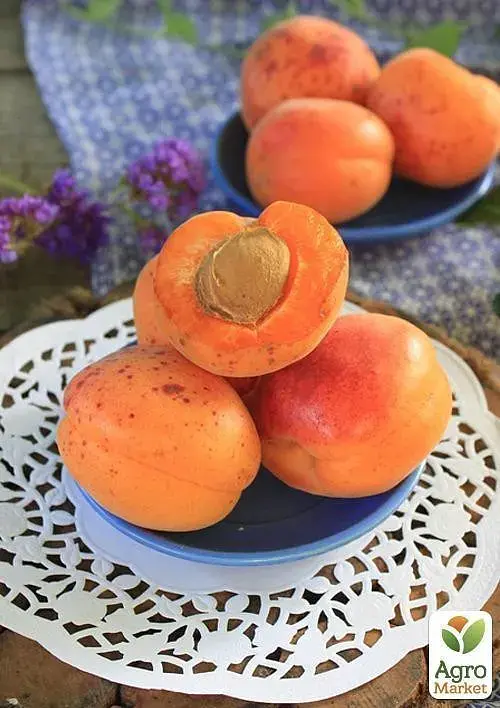 Саженец Agro-Market Абрикос Джумбо Тардив (летний сорт, средний срок созревания) 1 шт. в упаковке (39866) - фото 3