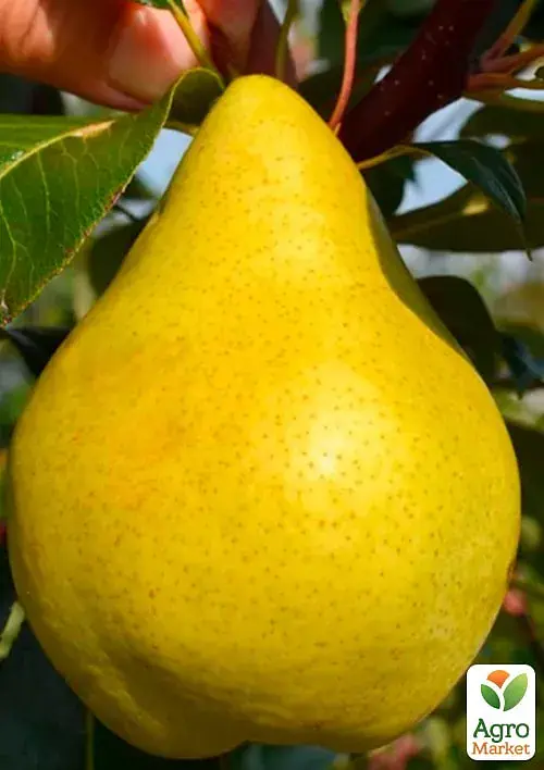 Саженец Agro-Market Груша Роксолана (зимний сорт, поздний срок созревания) 1 шт. в упаковке (178397) - фото 2