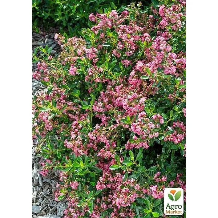 Саджанець Agro-Market Ескалонія Apple Blossom (177268) 1 шт. в упаковці - фото 2
